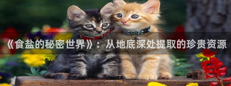 威九国际可以赚到钱